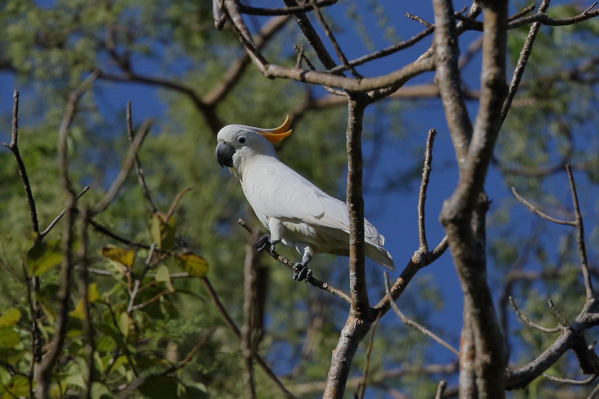 Citron-crested Cockatoo - ML622908179