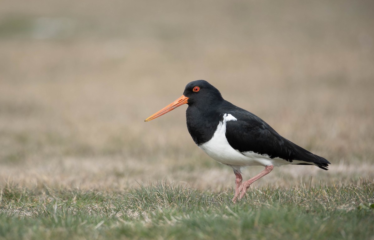 South Island Oystercatcher - ML622908188