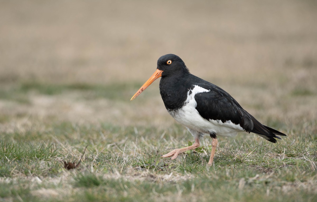 South Island x Variable Oystercatcher (hybrid) - ML622908189