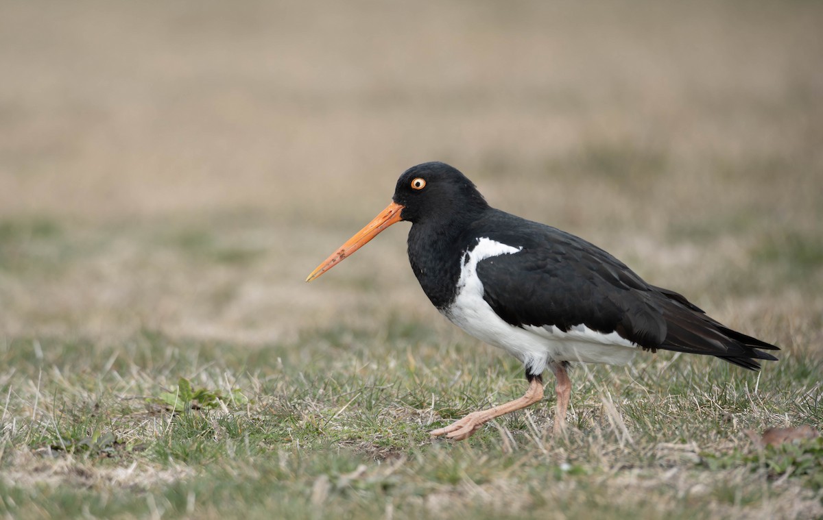 South Island x Variable Oystercatcher (hybrid) - ML622908190