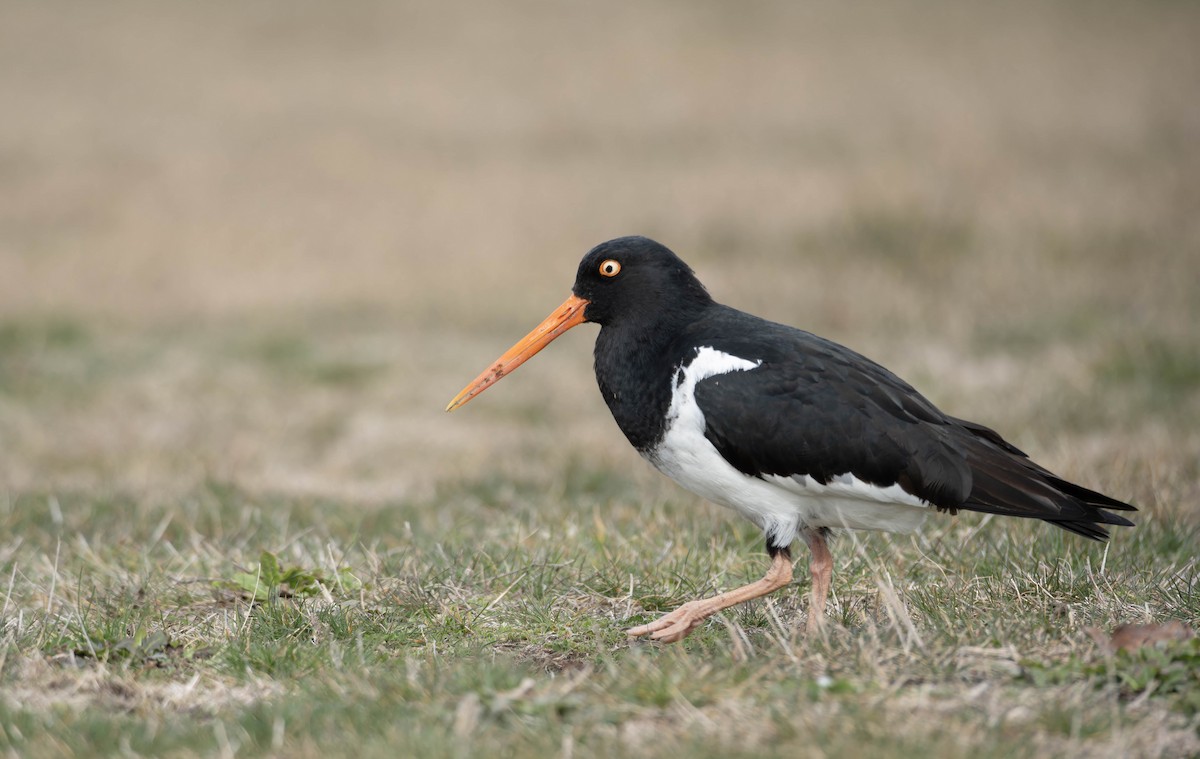 South Island Oystercatcher - ML622908190