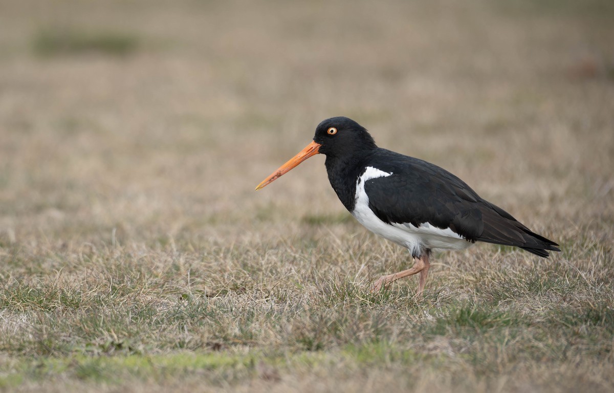 South Island x Variable Oystercatcher (hybrid) - ML622908193