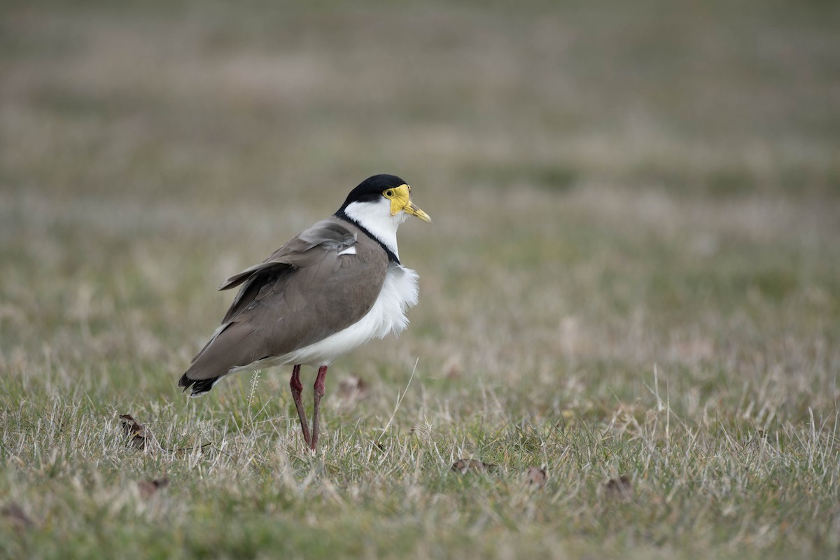 Masked Lapwing - ML622908220