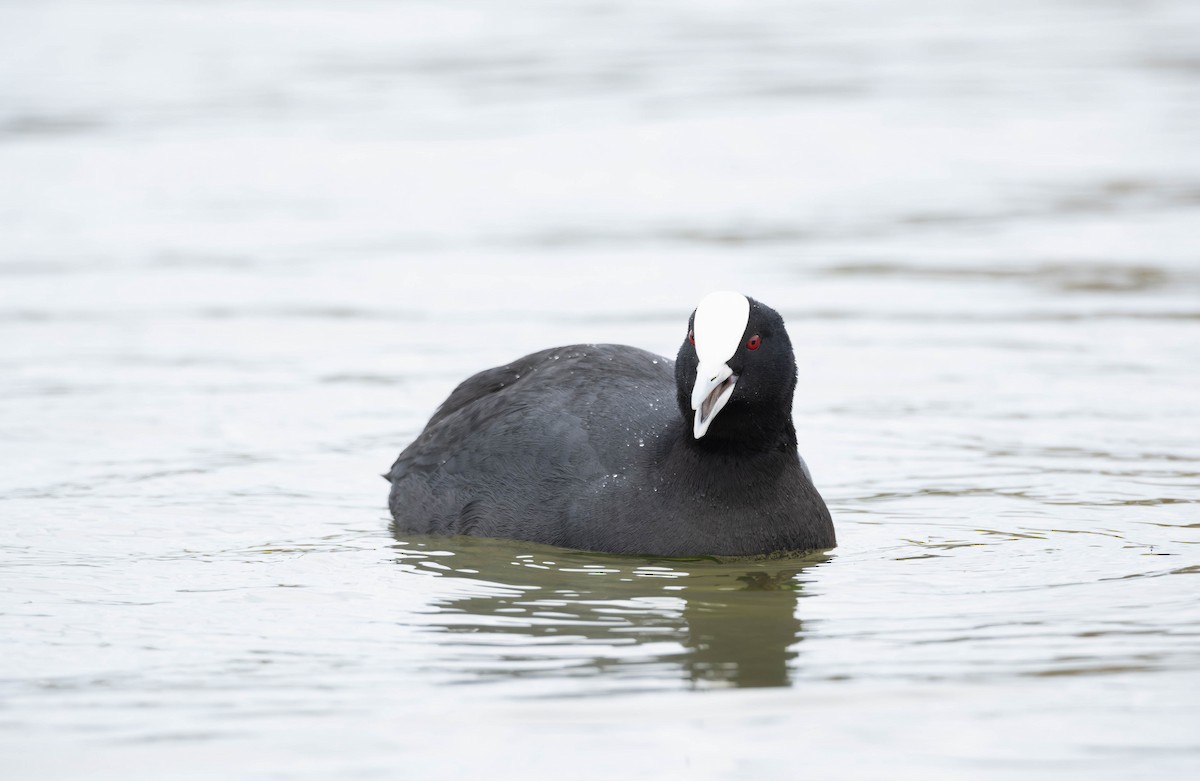 Eurasian Coot - ML622908223