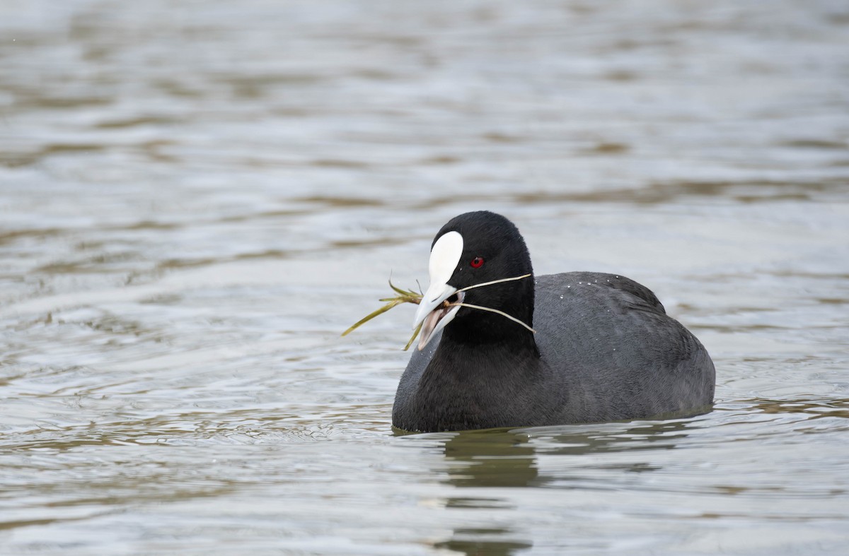 Eurasian Coot - ML622908224