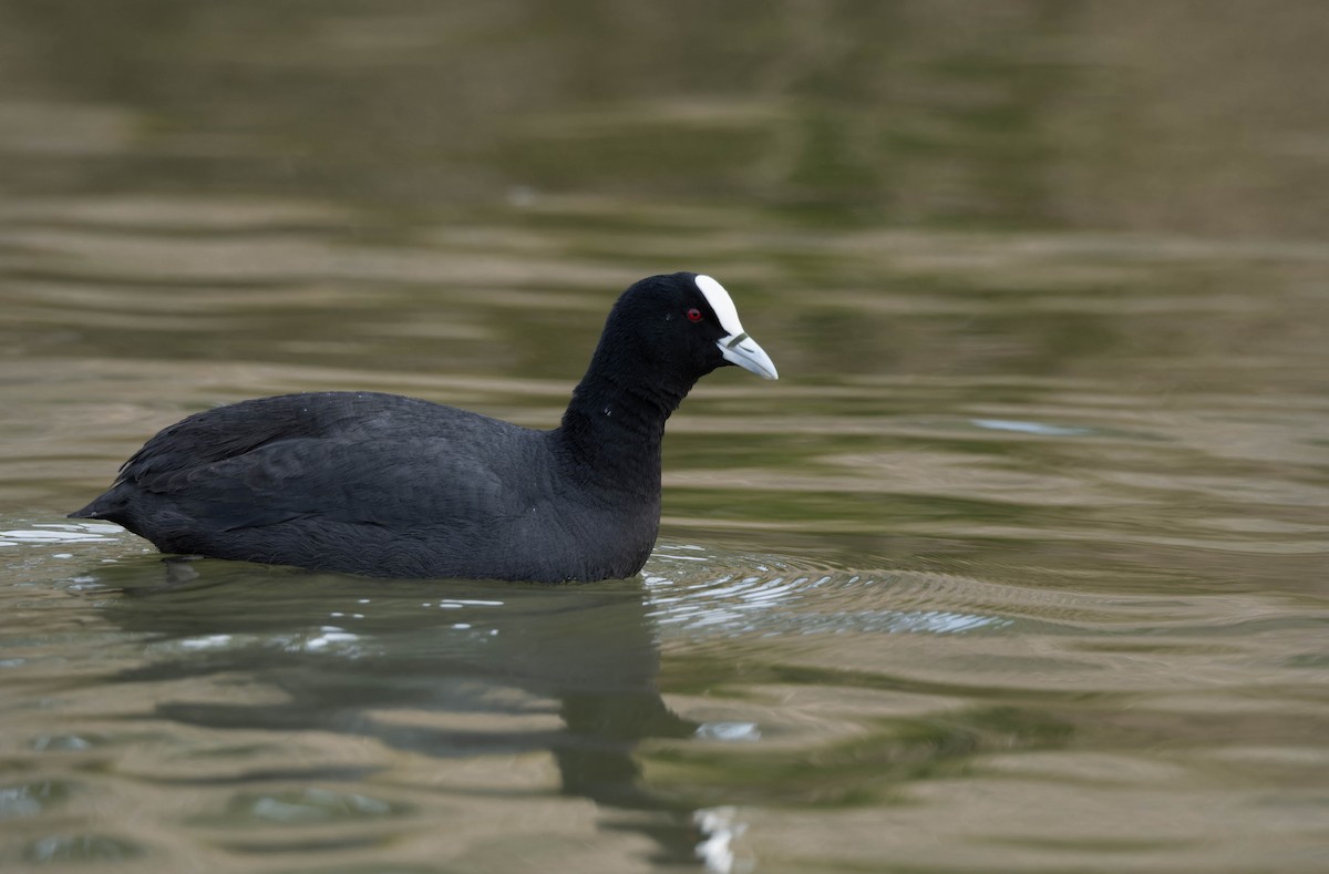 Eurasian Coot - ML622908225