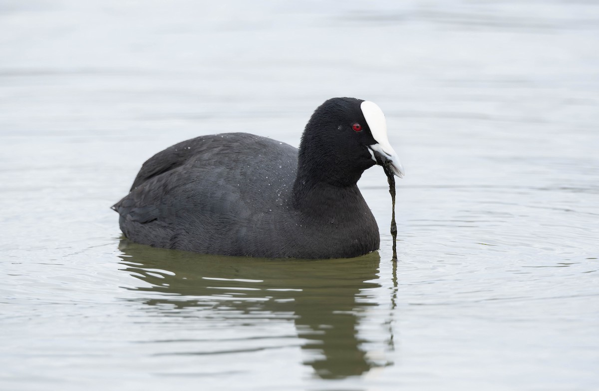 Eurasian Coot - ML622908226