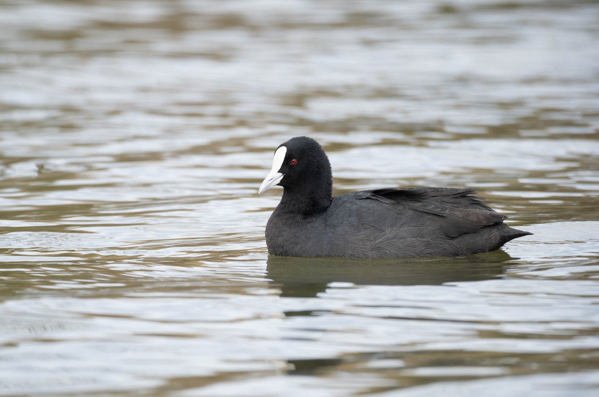 Eurasian Coot - ML622908227