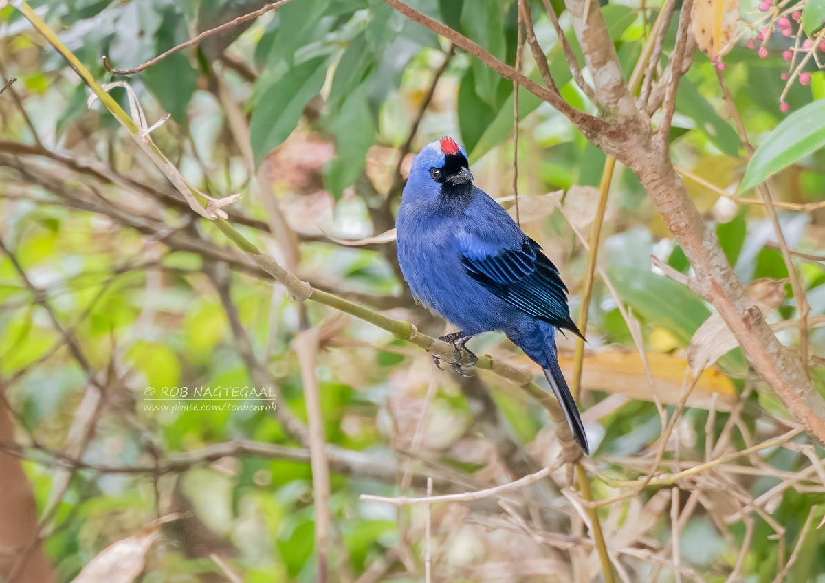 Diademed Tanager - ML622908228