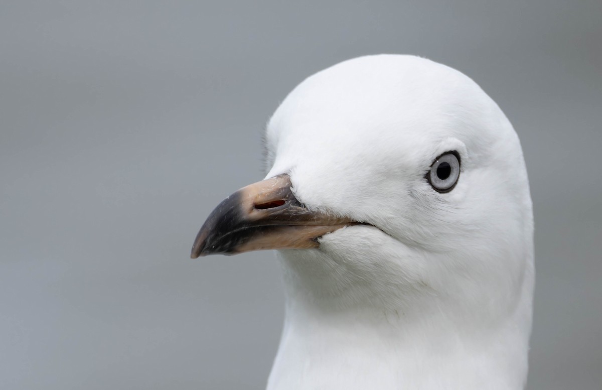 Silver Gull - ML622908229