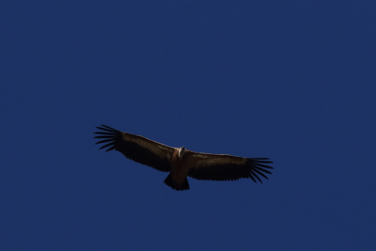 Eurasian Griffon - Andrey Mikhaylov