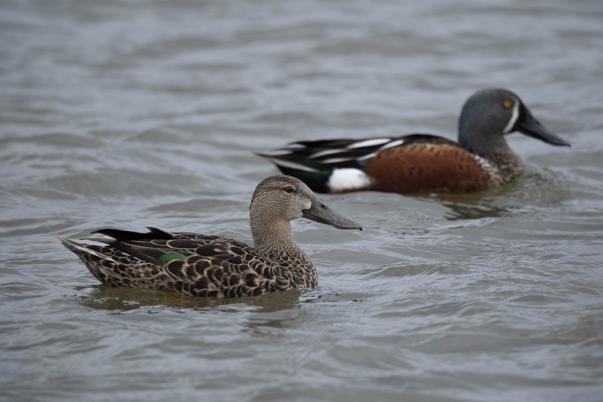 Australasian Shoveler - Ben Ackerley