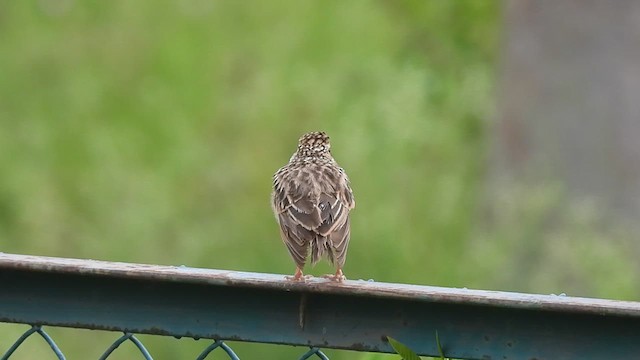 Jerdon's Bushlark - ML622908246