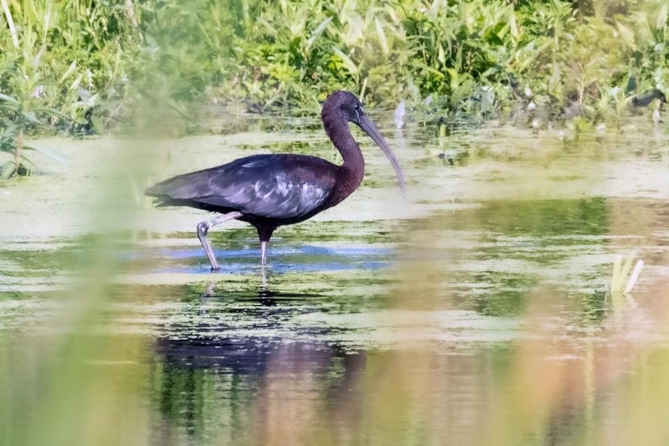 Glossy Ibis - ML622908299