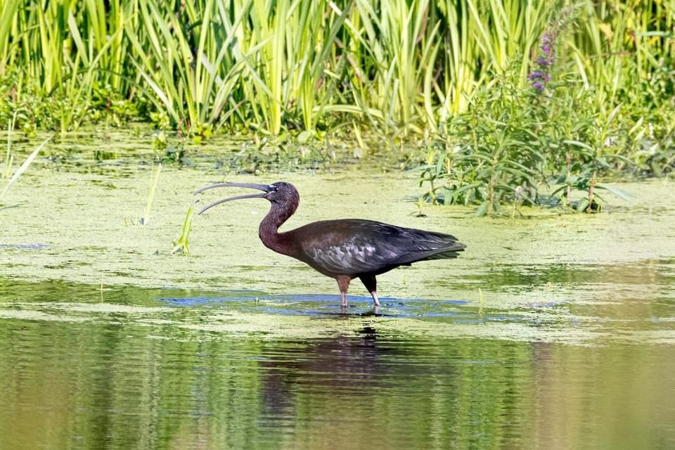 Glossy Ibis - ML622908300