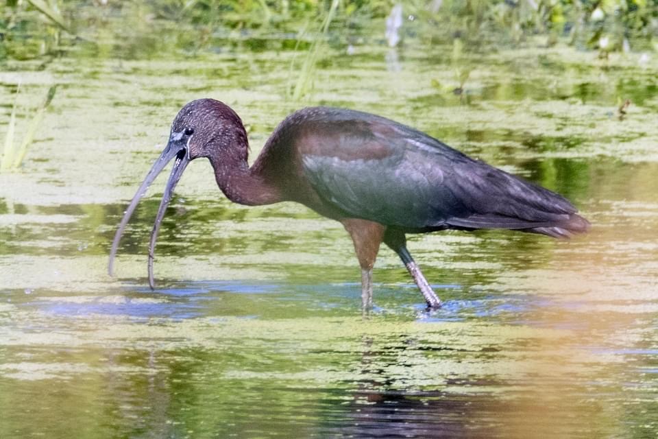Glossy Ibis - ML622908301