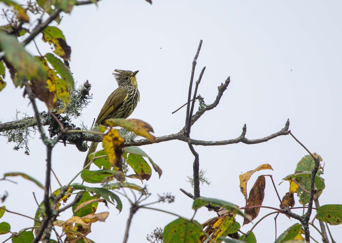 Striated Bulbul - ML622908314