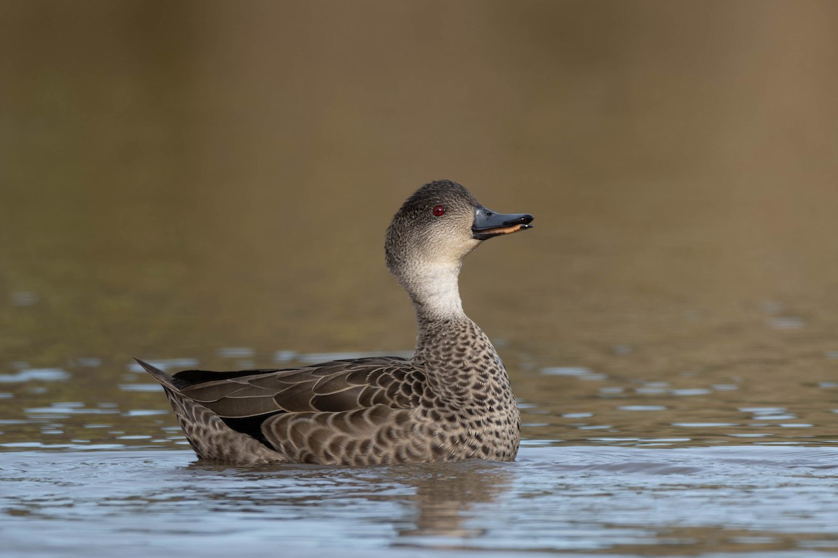 Gray Teal - ML622908327