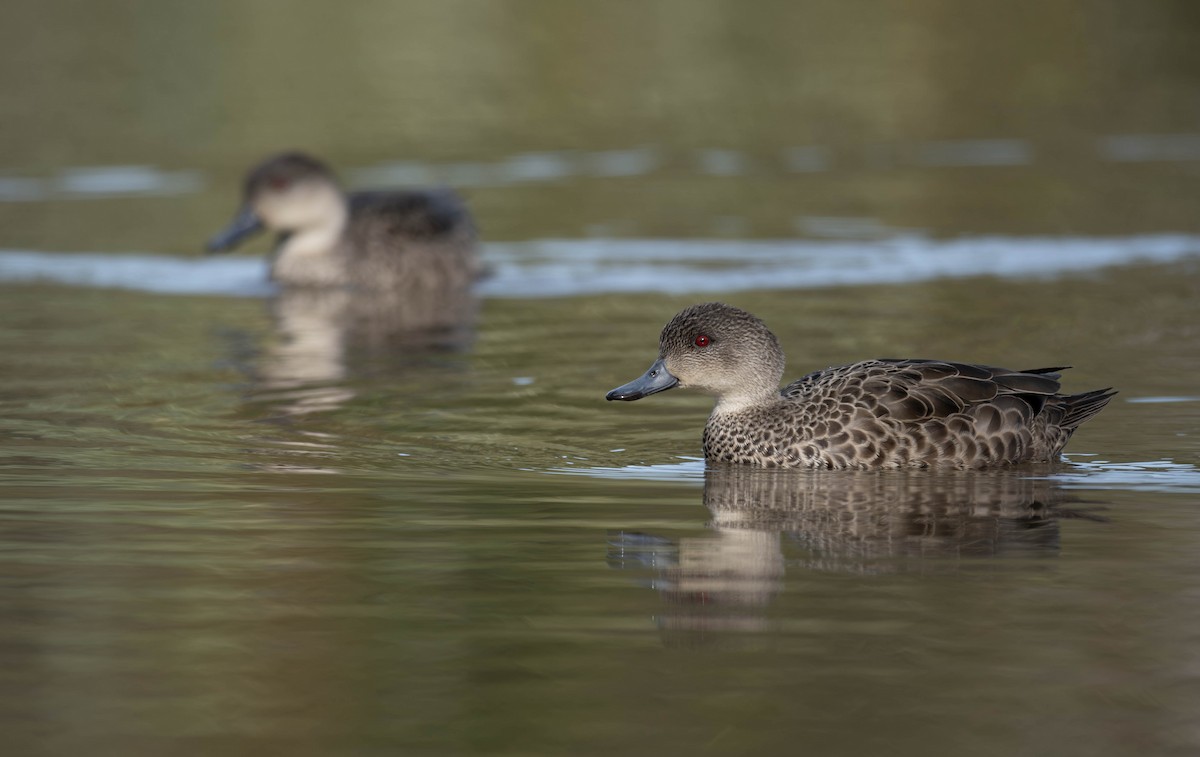 Gray Teal - ML622908329