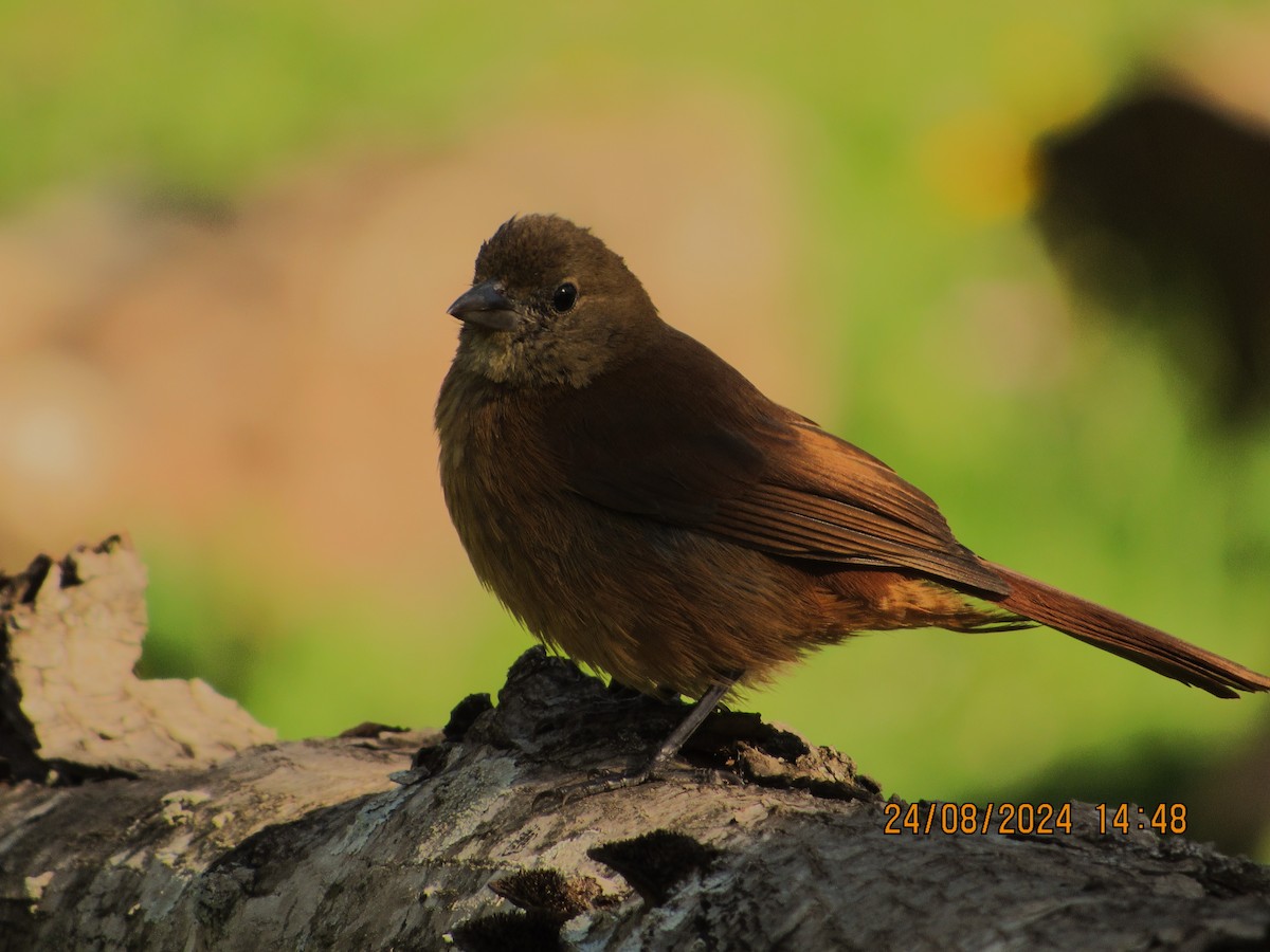 White-lined Tanager - ML622908331