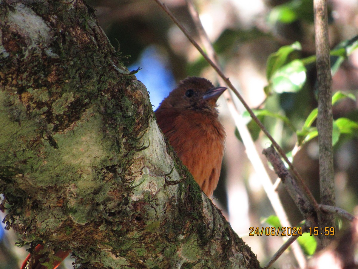 White-lined Tanager - ML622908332