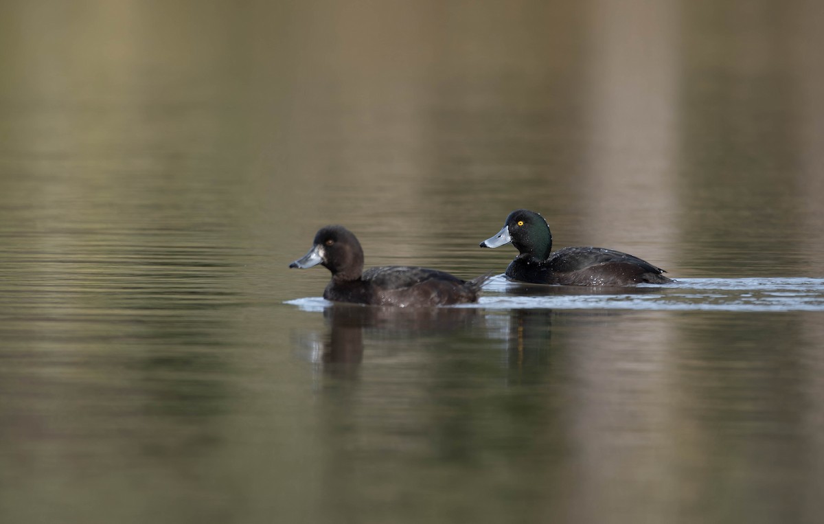 New Zealand Scaup - ML622908334