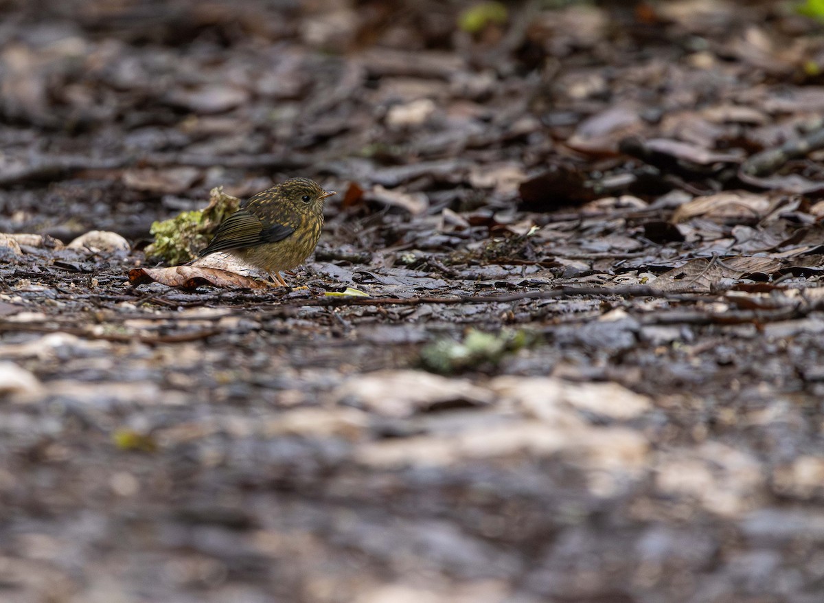 Golden Bush-Robin - ML622908339