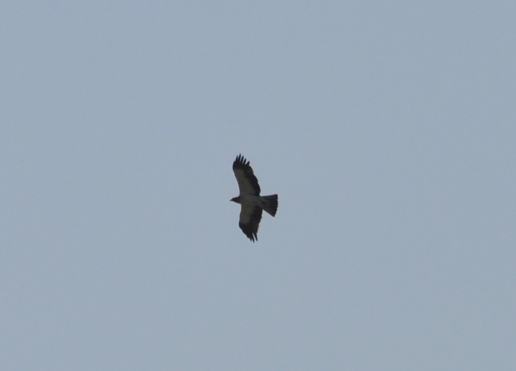 Booted Eagle - ML622908364