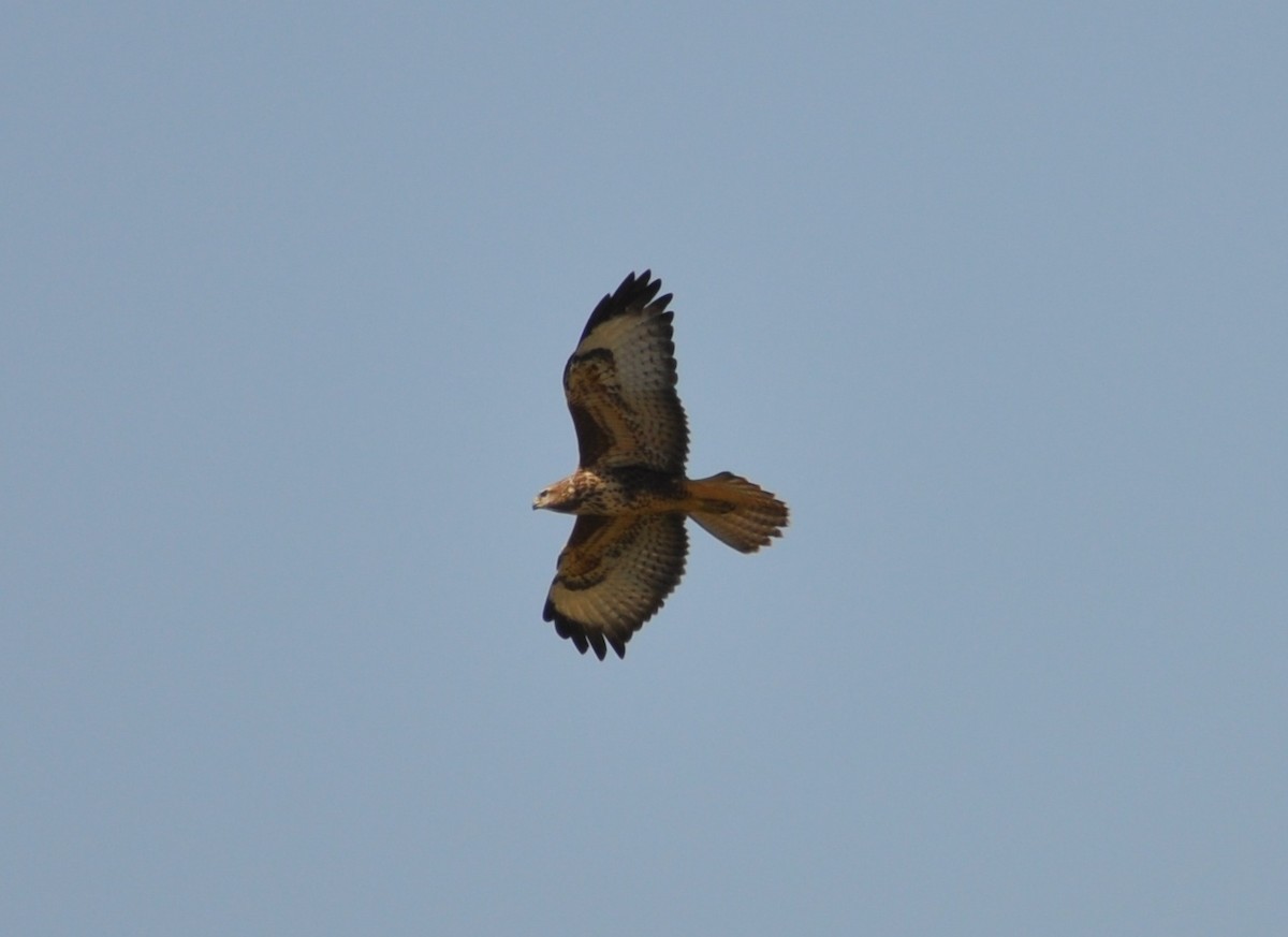 Common Buzzard - ML622908371