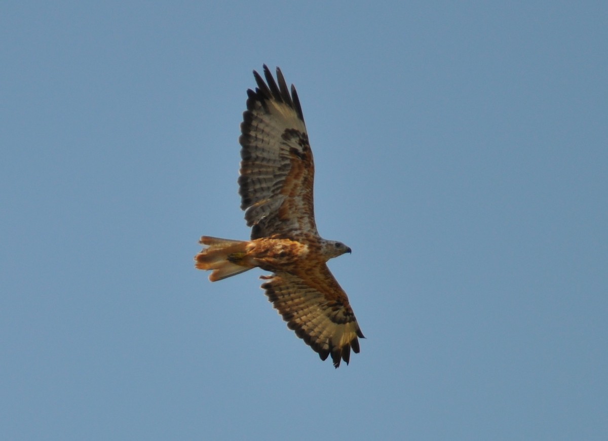 Long-legged Buzzard - ML622908376