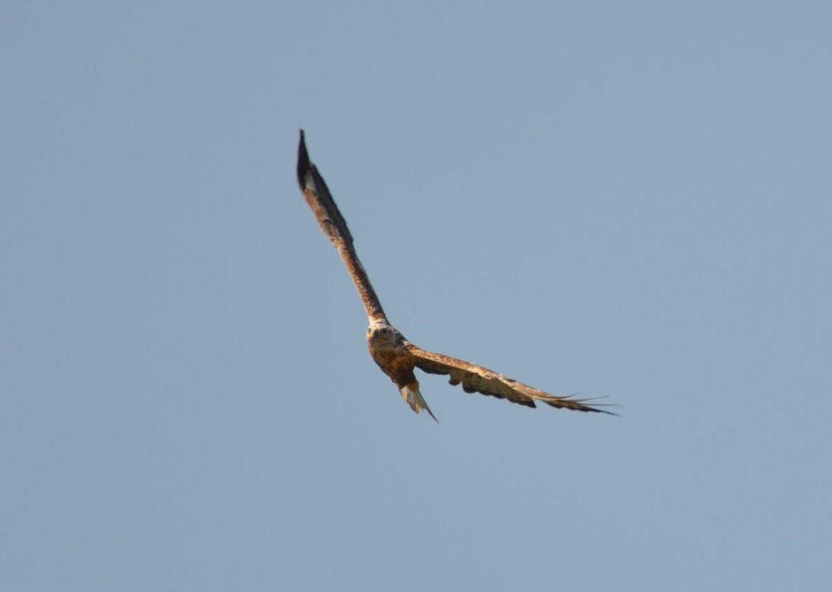 Long-legged Buzzard - ML622908378