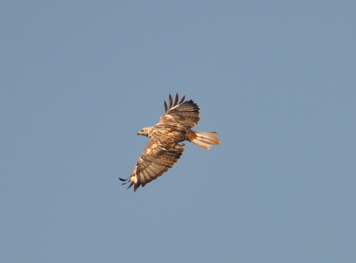 Long-legged Buzzard - ML622908383