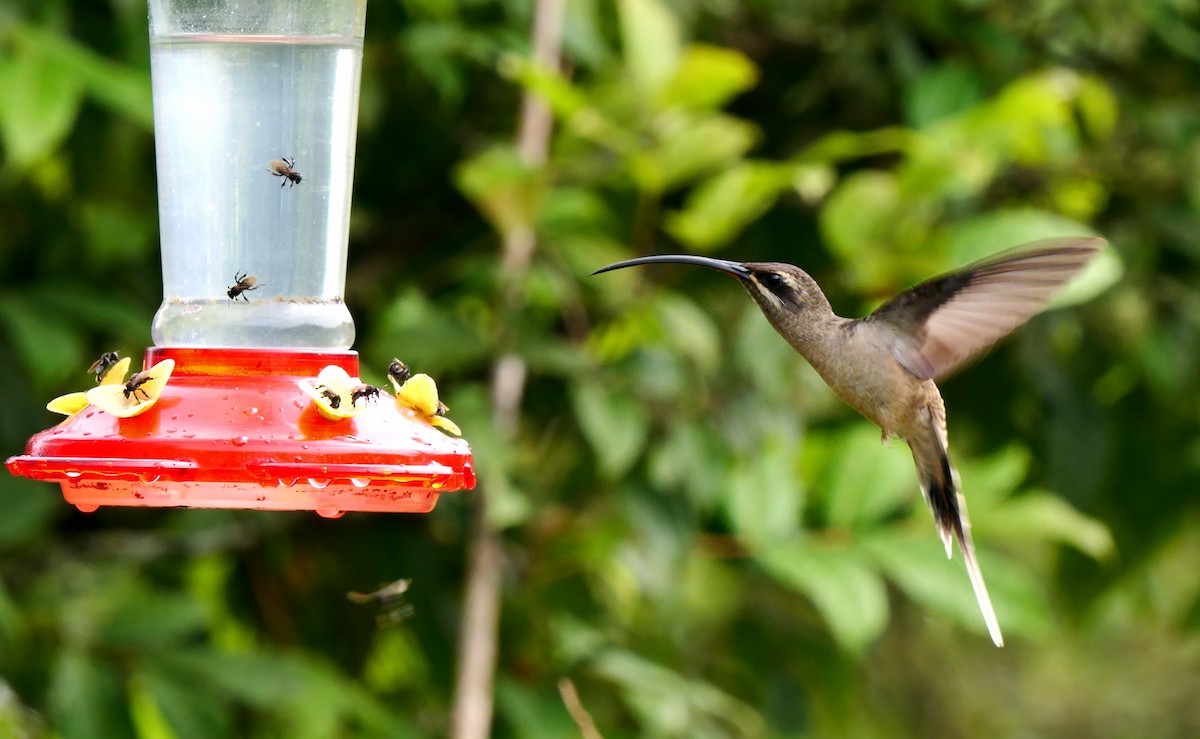 Great-billed Hermit - ML622908394