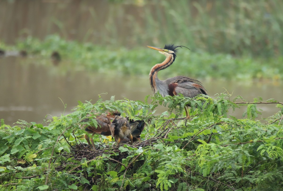 Purple Heron - Hitesh Maka