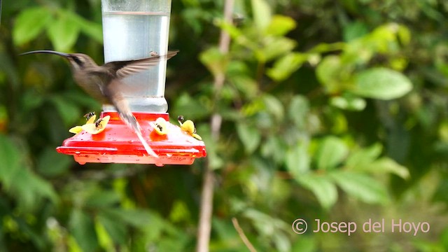 Great-billed Hermit - ML622908404