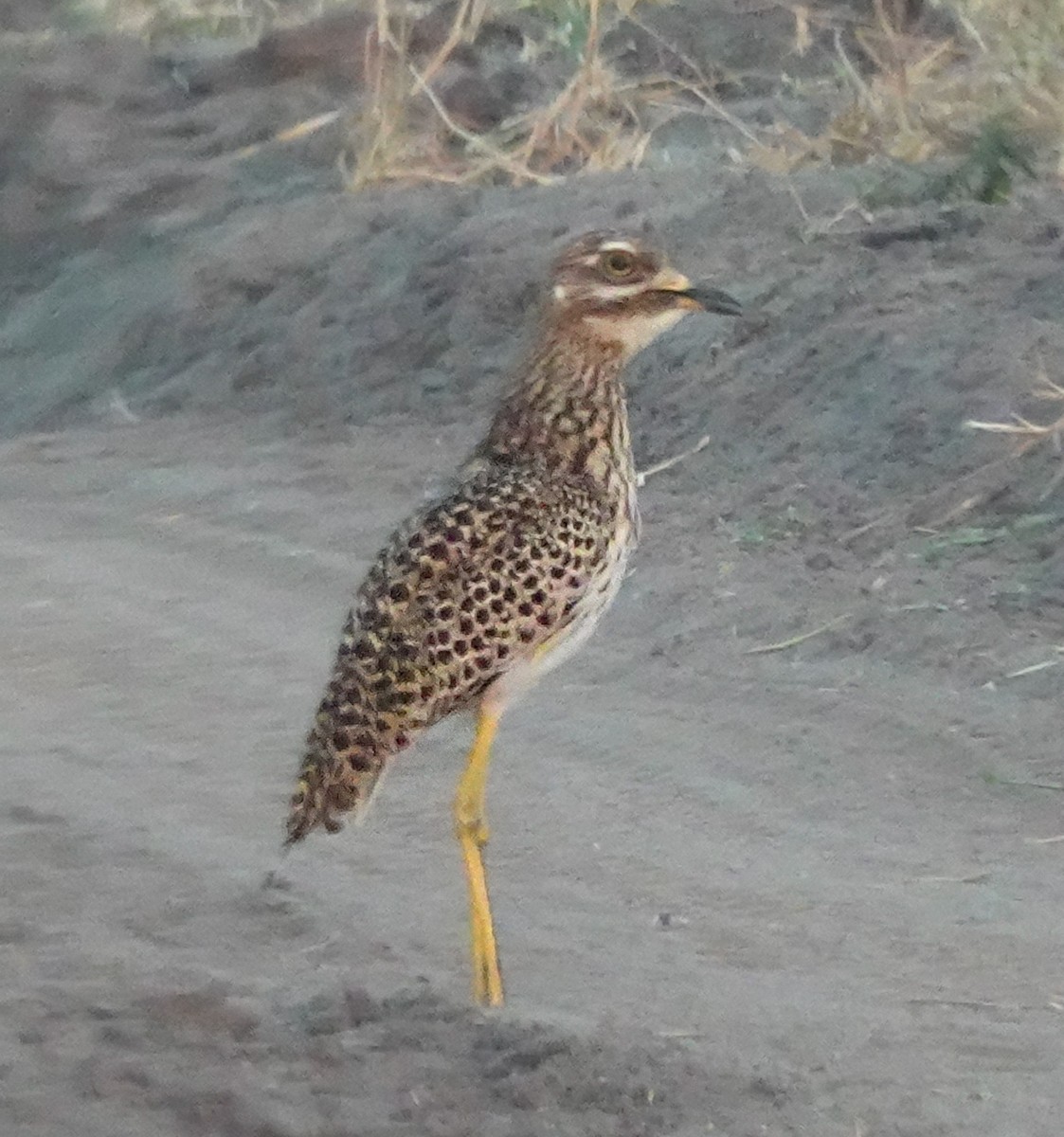 Spotted Thick-knee - ML622908409