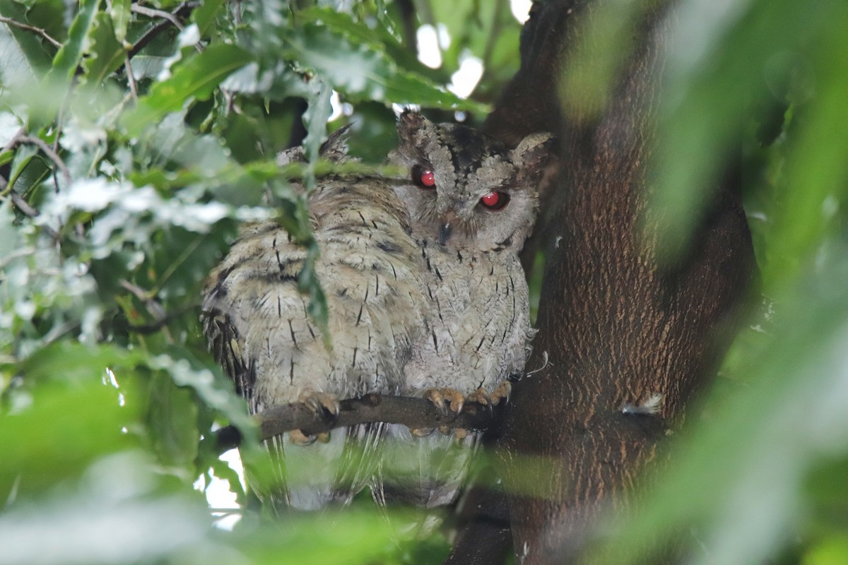 Indian Scops-Owl - ML622908415