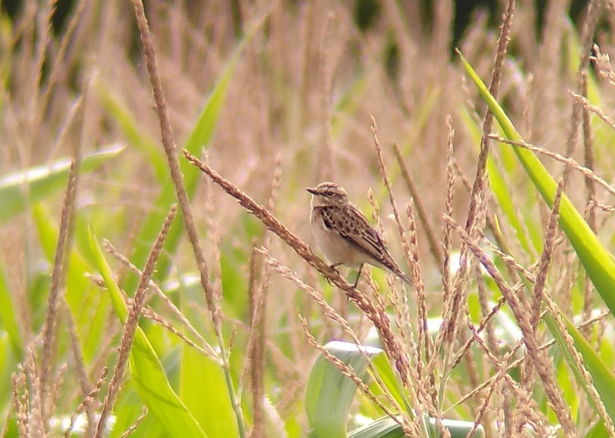 Whinchat - ML622908441