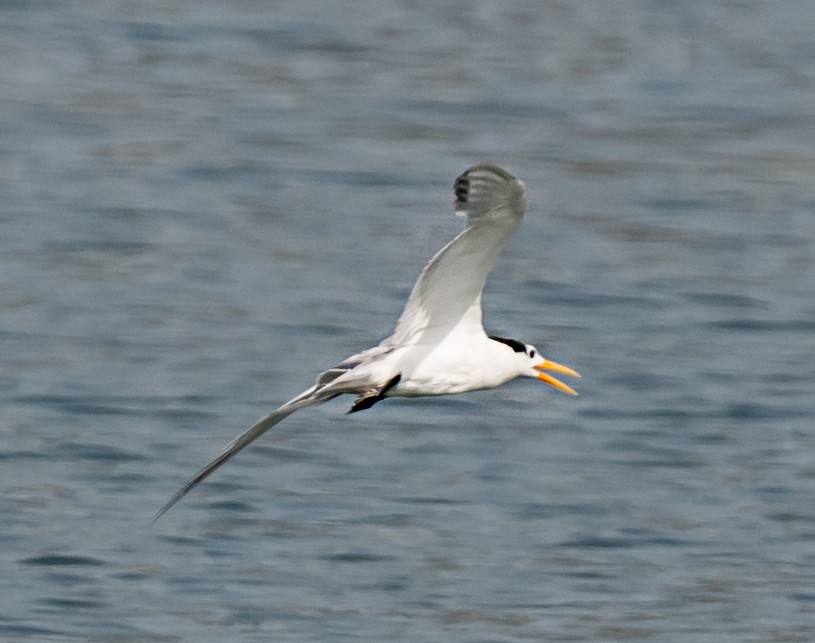 Lesser Crested Tern - chandana roy