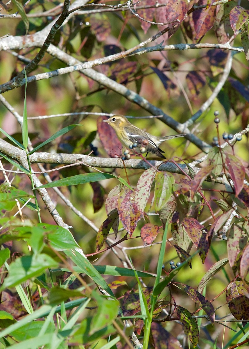 Blackburnian Warbler - Jon Cefus