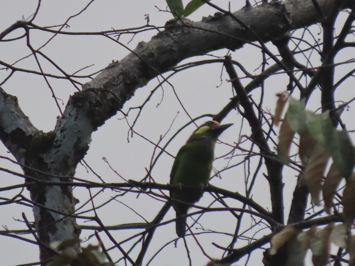 Gold-whiskered Barbet - 鵂 劉