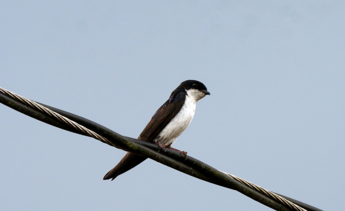 Blue-and-white Swallow (cyanoleuca) - Josep del Hoyo