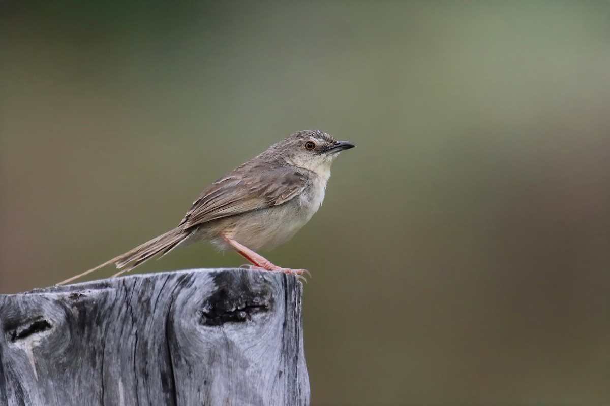 Brown Prinia - ML622908529