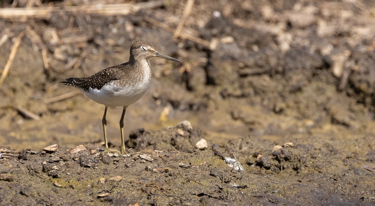 Andarríos Solitario - ML622908555