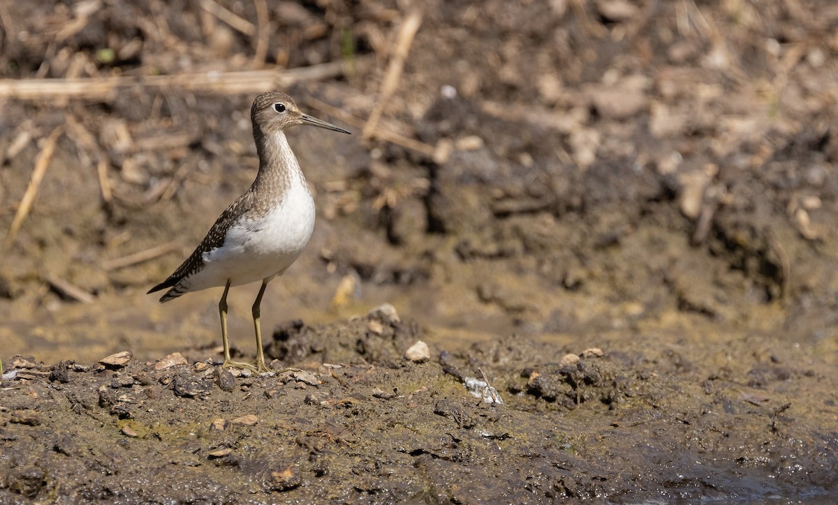 Andarríos Solitario - ML622908556