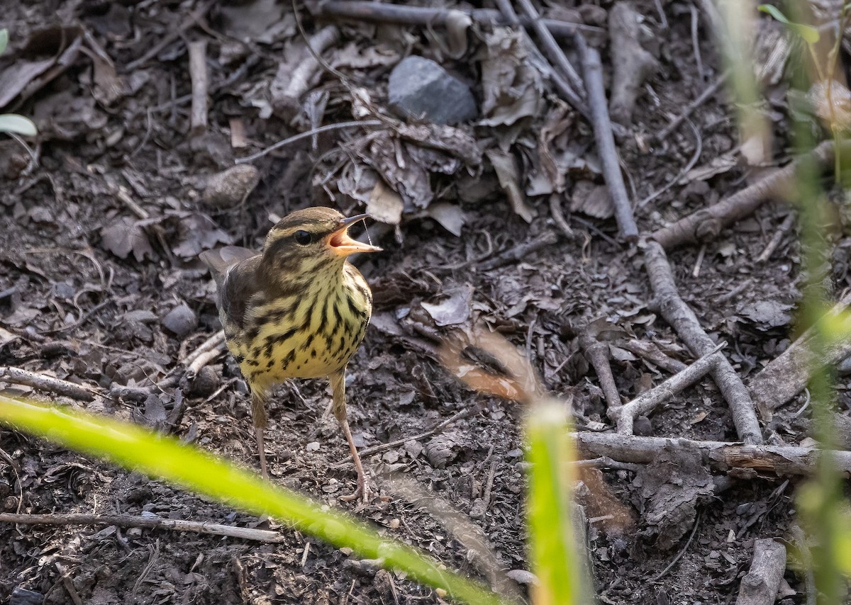 Northern Waterthrush - Richard  Davis