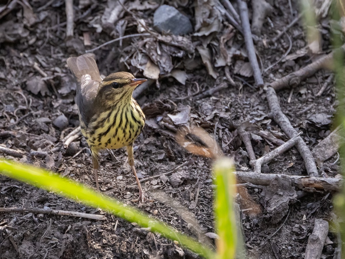 Northern Waterthrush - Richard  Davis