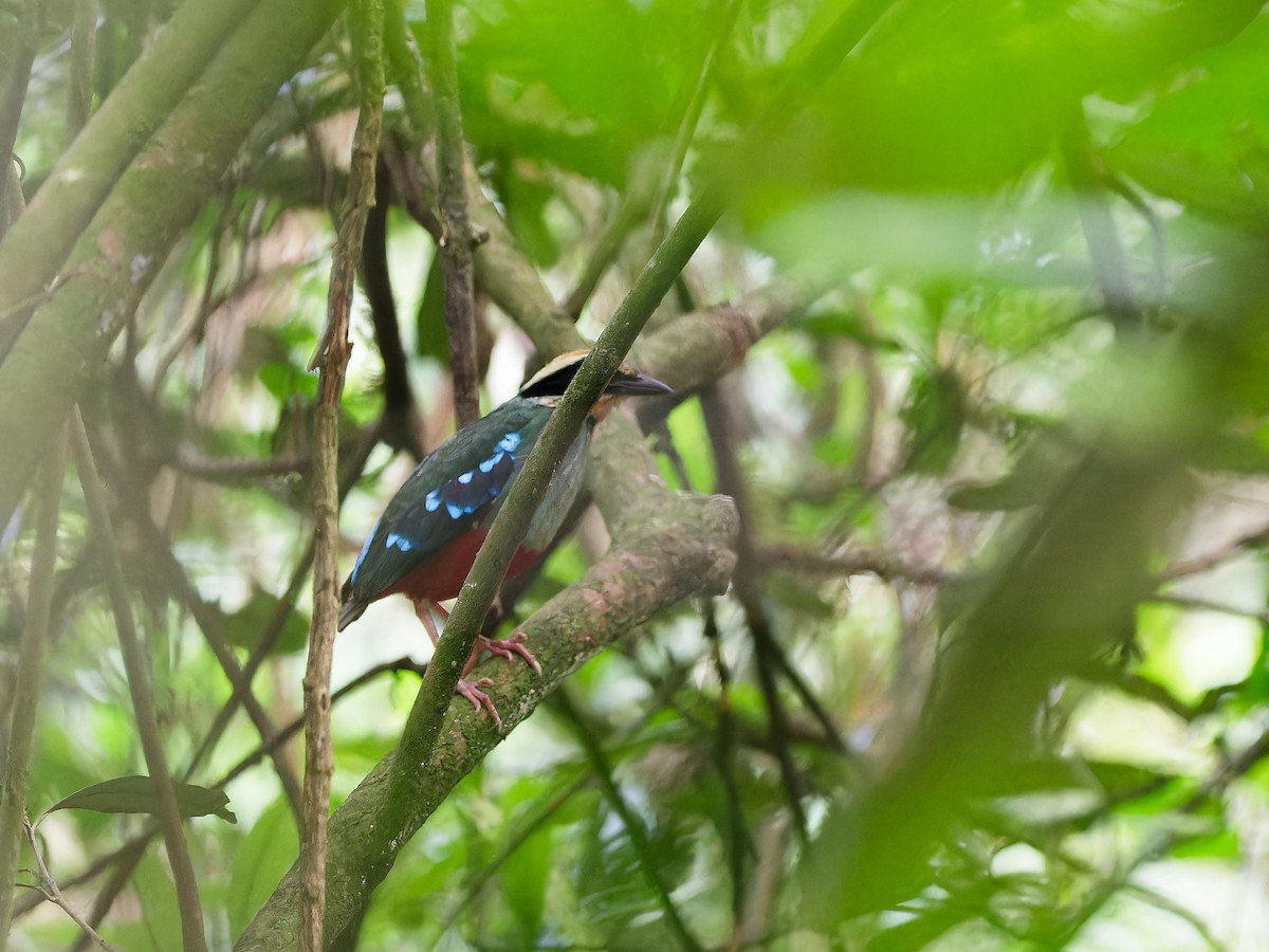 Green-breasted Pitta - ML622908601