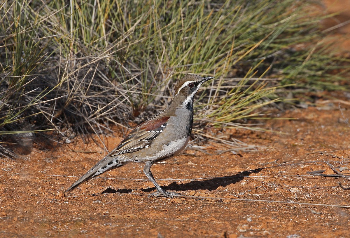 Chestnut Quail-thrush - Kris Bernard