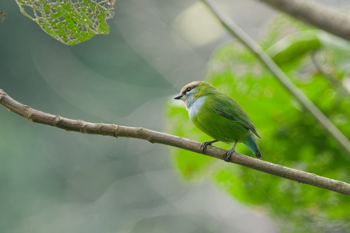 Grauer's Broadbill - ML622908614